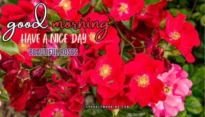 good morning roses images