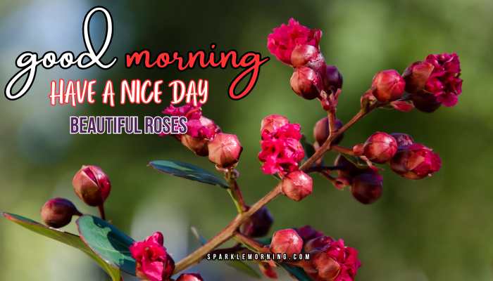 good morning roses images