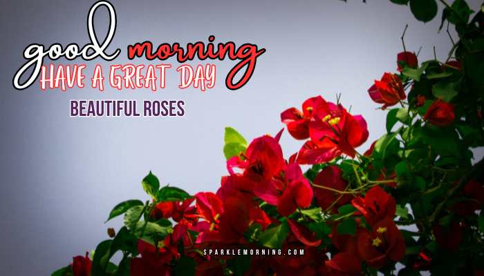 good morning roses images