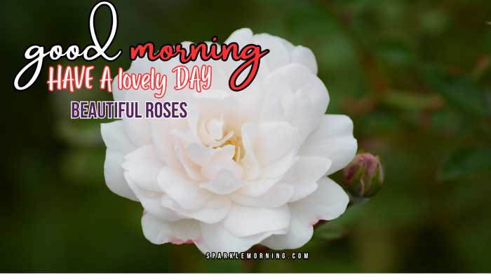 good morning roses images