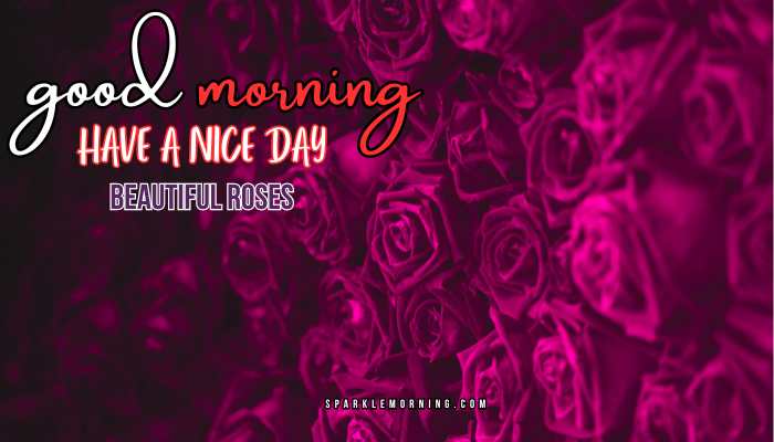 good morning roses images