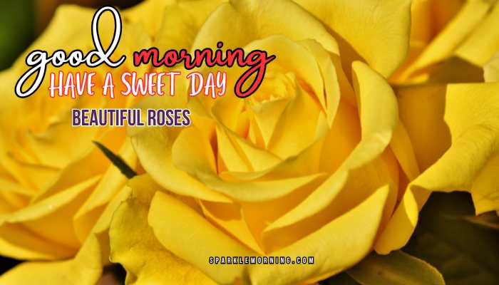 good morning roses images