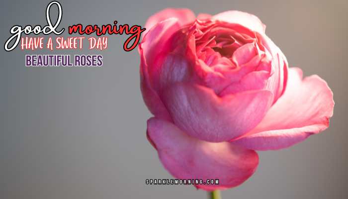 good morning roses images