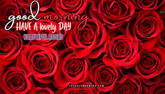 good morning roses images