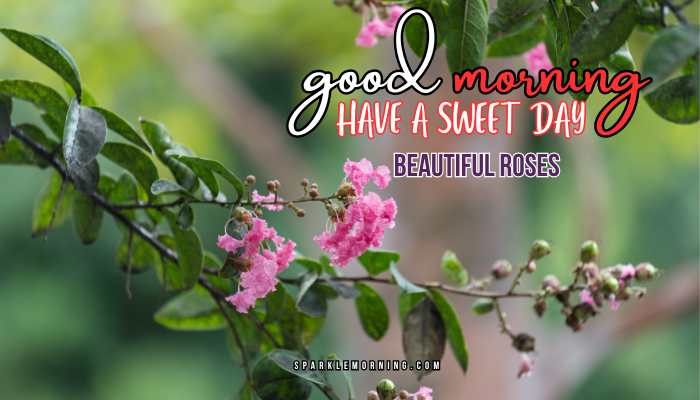 good morning roses images