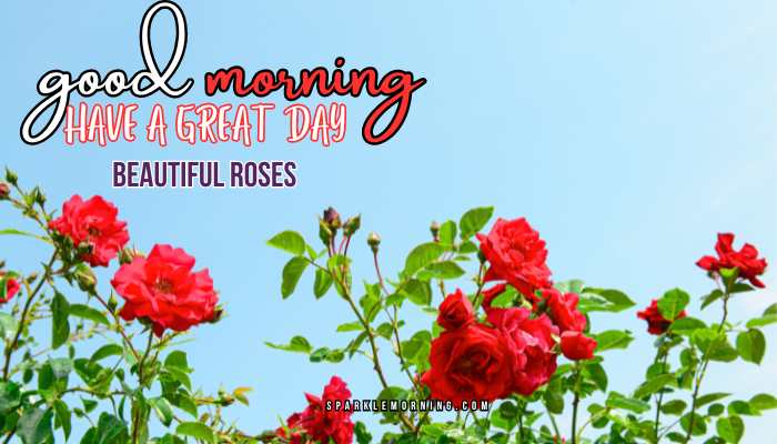good morning roses images
