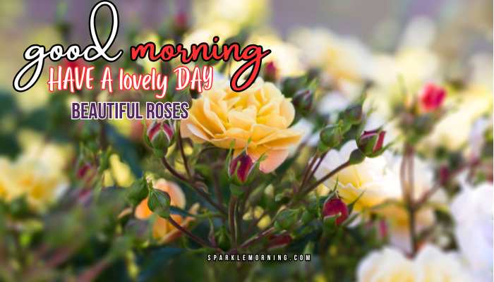 good morning roses images