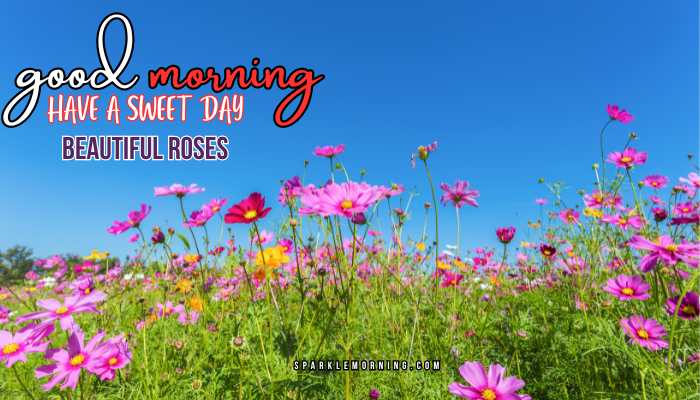 good morning roses images