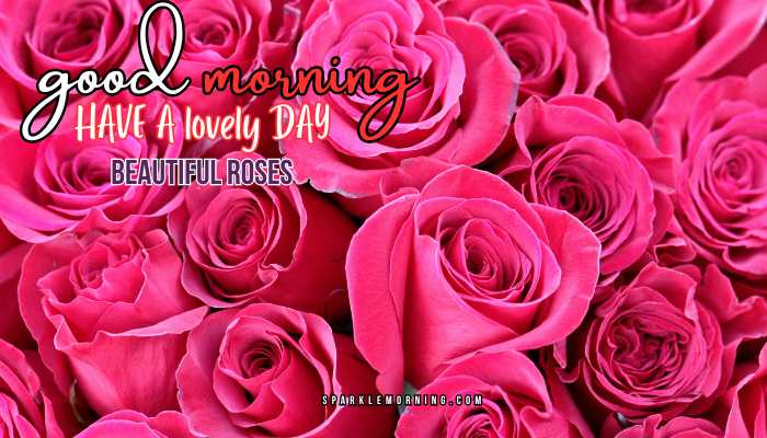 good morning roses images