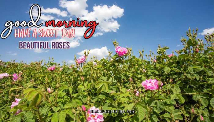 good morning roses images