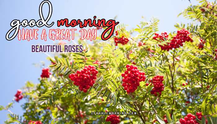 good morning roses images