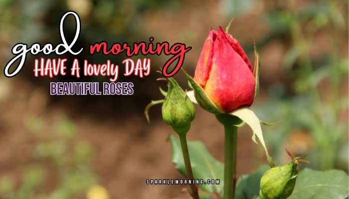 good morning roses images