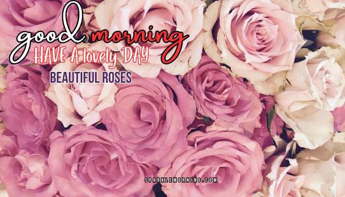 good morning roses images