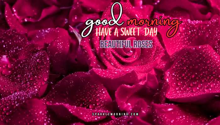 good morning roses images