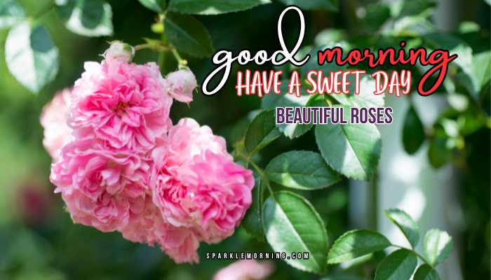 good morning roses images