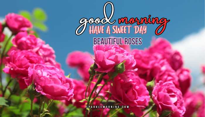 good morning roses images