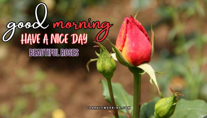 good morning roses images