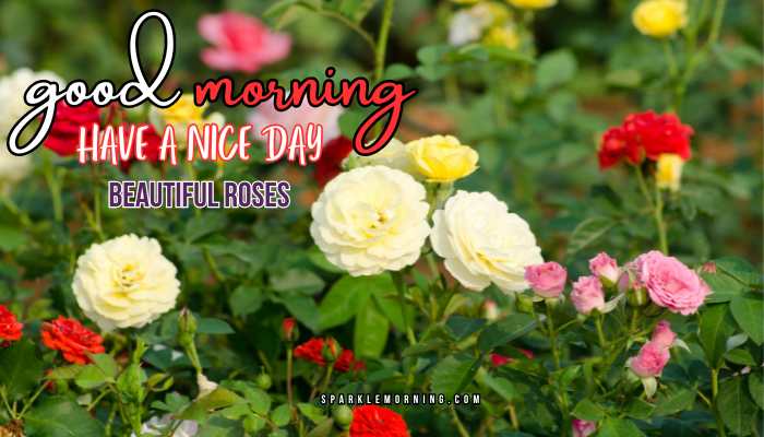 good morning roses images