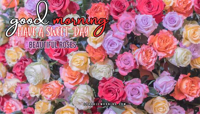 good morning roses images