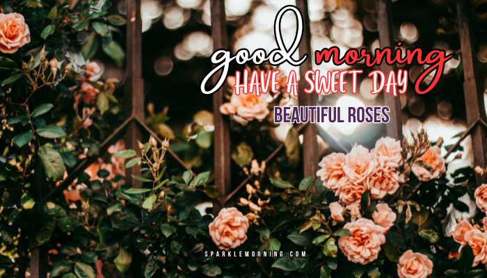 good morning roses images