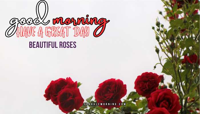 good morning roses images