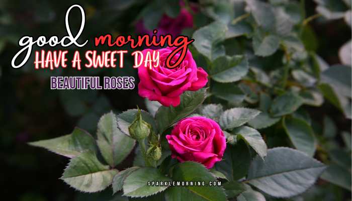 good morning roses images