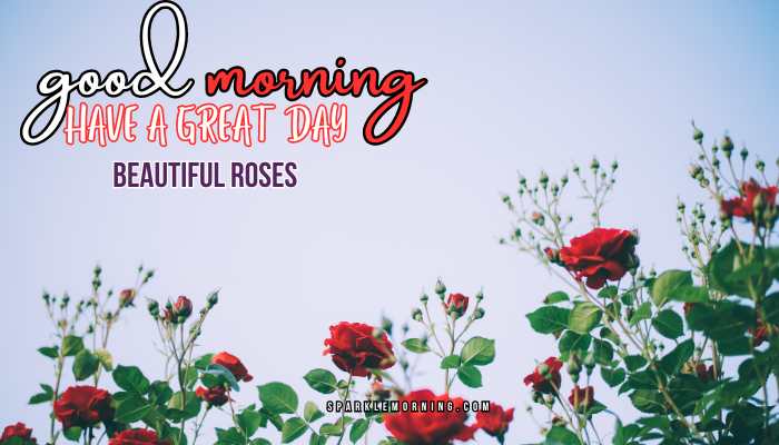 good morning roses images