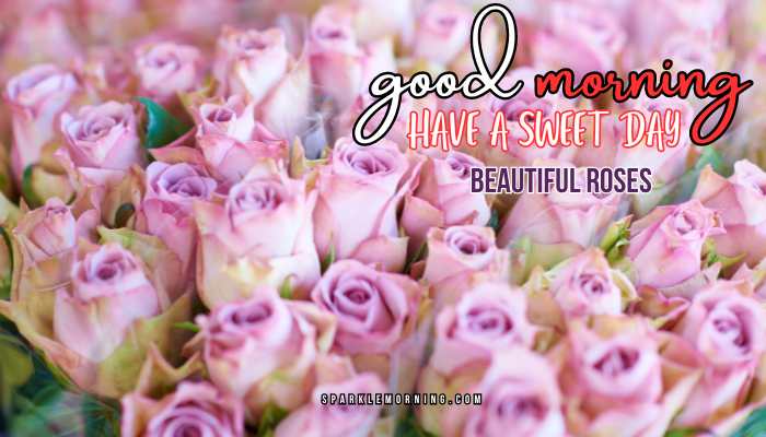 good morning roses images