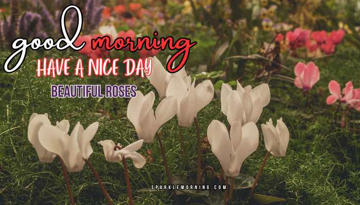 good morning roses images