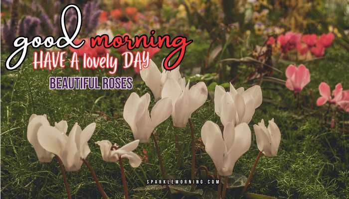 good morning roses images