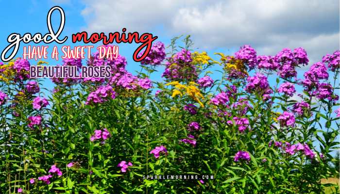 good morning roses images