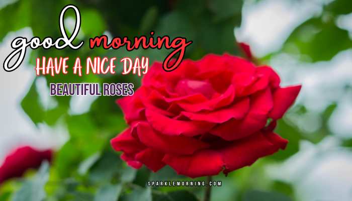 good morning roses images