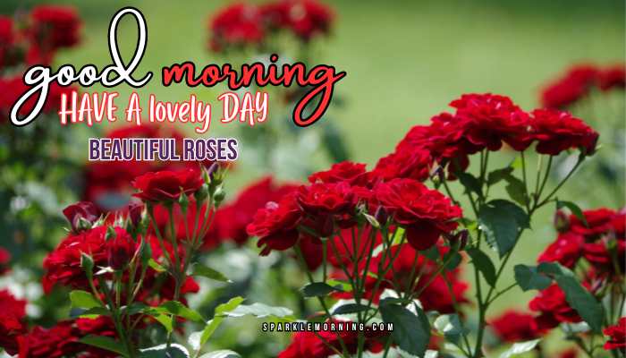 good morning roses images