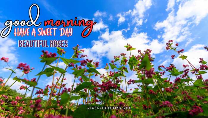 good morning roses images
