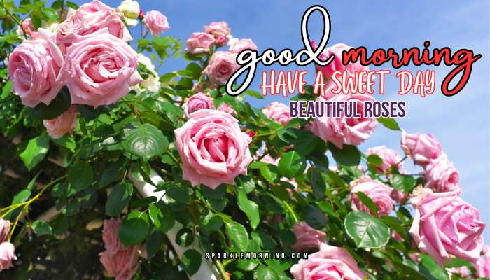 good morning roses images