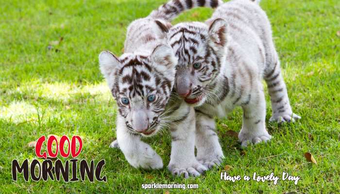 good morning cute images