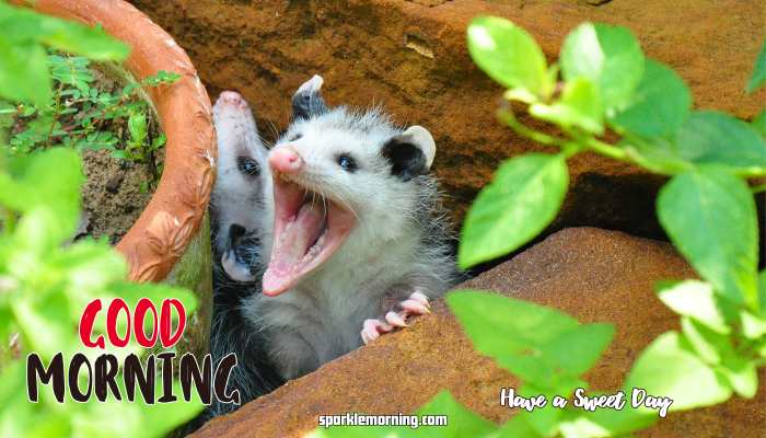 good morning cute images