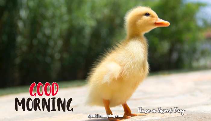 good morning cute images