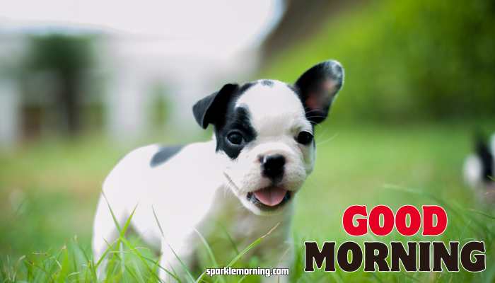 good morning cute images