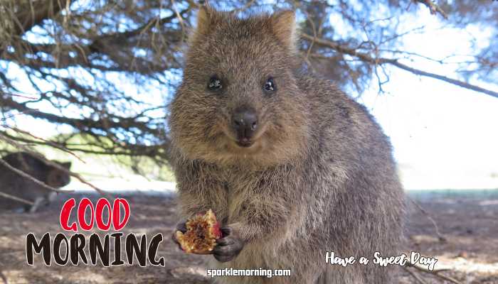 good morning cute images