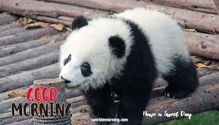 good morning cute images