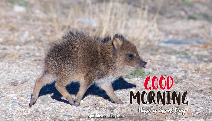 good morning cute images