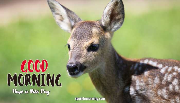 good morning cute images