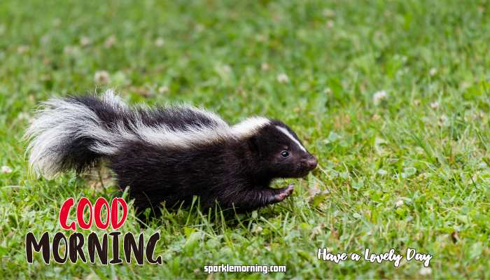 Good Morning Cute Images