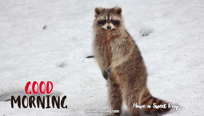 Good Morning Cute Images