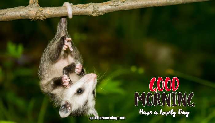 Good Morning Cute Images