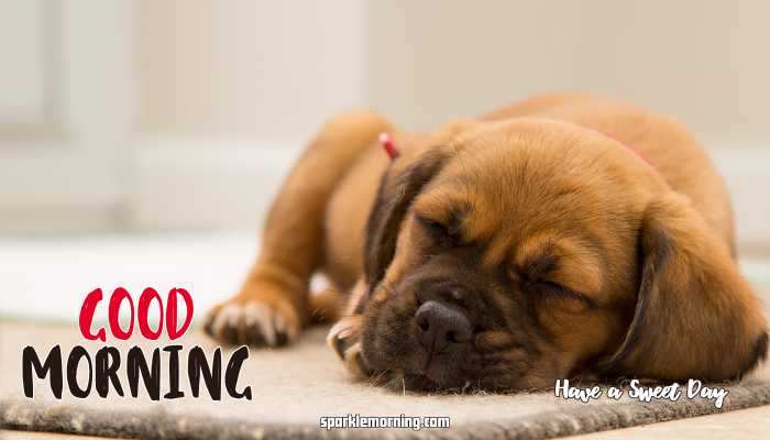 Good Morning Cute Images