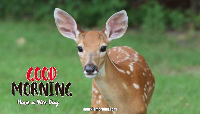 Good Morning Cute Images