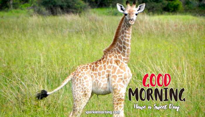 Good Morning Cute Images