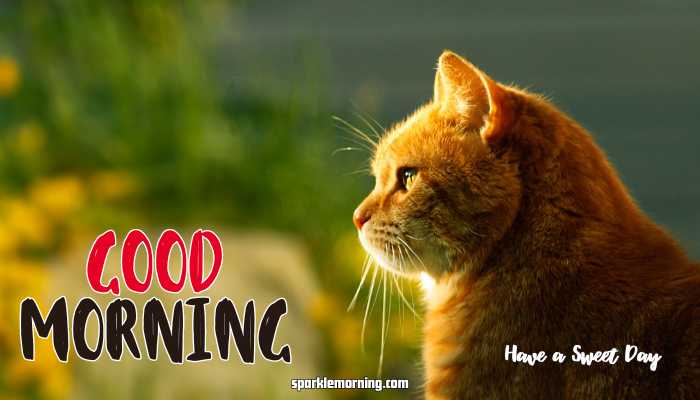 Good Morning Cute Images